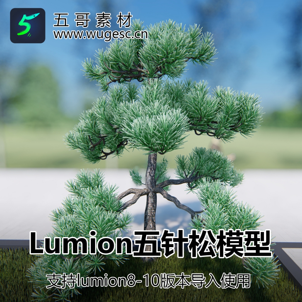 lumion8-10.3五针松内置模型