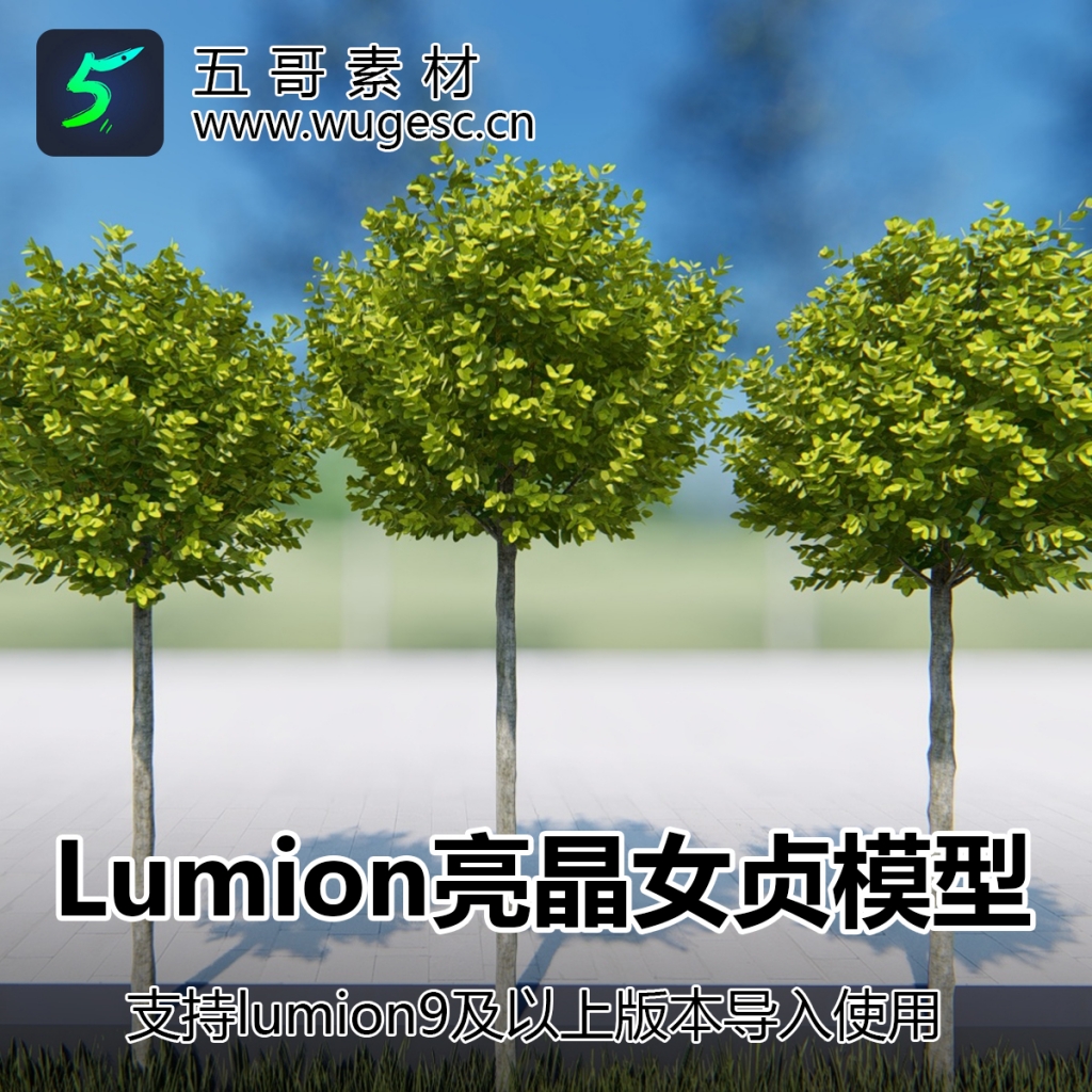 lumion亮晶女贞模型3棵造型亮晶女贞树乔木园林景观用植物模型库插图1